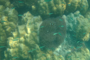 Ocellaris clownfish in anemone