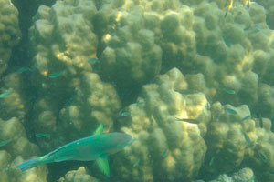 Parrotfish swims near the anemone