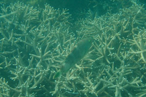 Grouper likes to swim near the staghorn corals