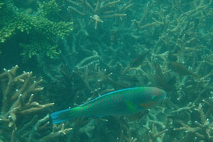 Parrotfish swims near the staghorn corals