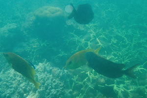 Yellow and black species of rabbitfish