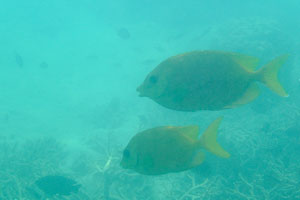 Yellow rabbitfish swim in pairs
