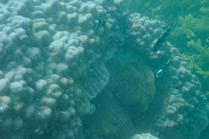Clark's anemonefish “Amphiprion clarkii”