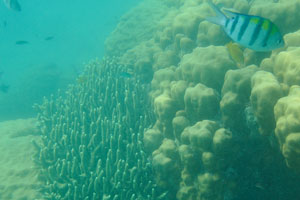 Colony of the green staghorn corals which grow vertical