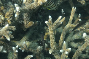 Staghorn corals with healthy growing white tips