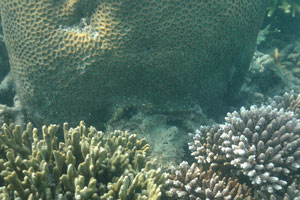 Antler coral is located on the bottom left corner of the photograph