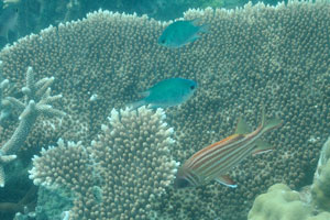 Redcoat squirrelfish “Sargocentron rubrum”