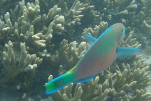 Bicolour parrotfish “Cetoscarus bicolor”
