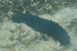 Sea cucumber “Stichopus chloronotus”