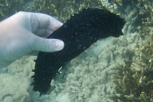 Sea cucumber “Stichopus chloronotus” in my hand