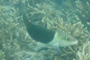 Half-and-half thicklip wrasse “Hemigymnus melapterus” with the white head and black body