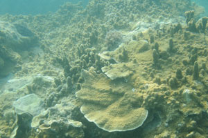 Old colony of the corals
