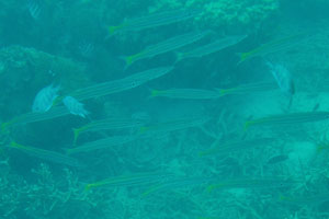 Yellowtail barracuda “Sphyraena flavicauda”