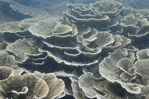Lettuce corals