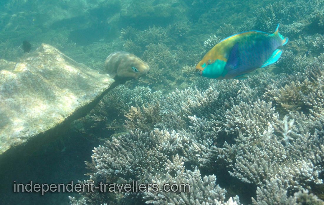 Despite their striking colors, the feeding behavior renders parrotfish highly unsuitable for most marine aquaria