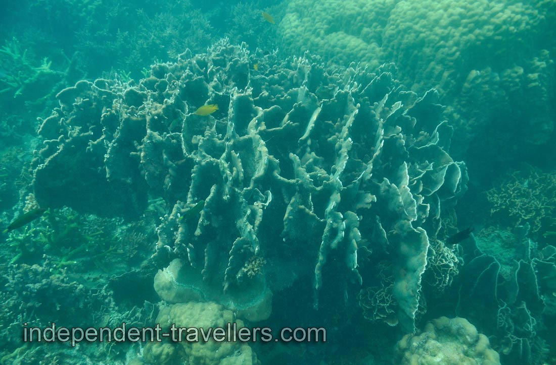 Coral has the plates (thin flat layers) which mounted vertically