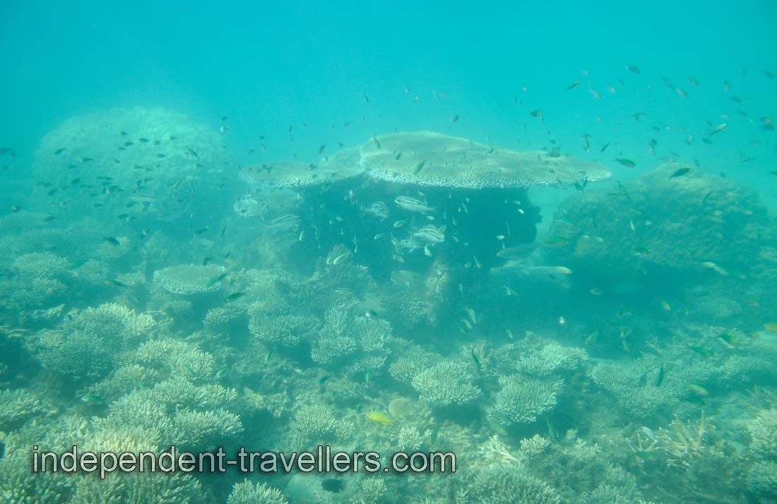 Kingdom of fish
