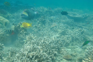 Fish species of wrasse, parrotfish and rabbitfish swim around the titan triggerfish