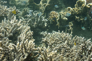 Finger corals and fine table corals