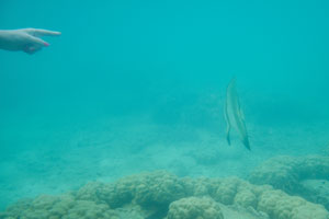 My wife points on the longfin batfish “Platax teira”
