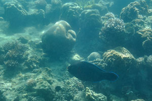 Black parrotfish swims near brain coral