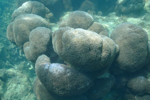 Coral organisms