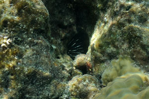 Sea urchin hid deep in the hole