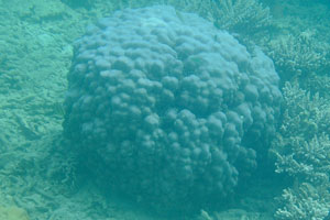 Small lobed pore coral “Porites lobata” has lilac color