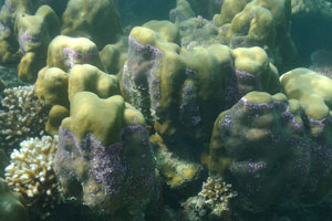 Corals in the shallow place
