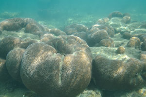 Boulder coral “Oulophyllia bennettae”