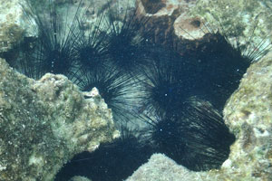 Diadema setosum is a species of long-spined sea urchin