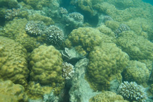 Small colony of the lobed pore corals “Porites lobata”