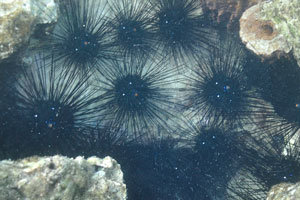 Sea urchins “Diadema setosum”
