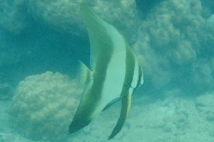 Longfin spadefish “Platax teira”
