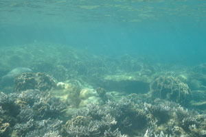 Sea bottom is a carpet of corals here
