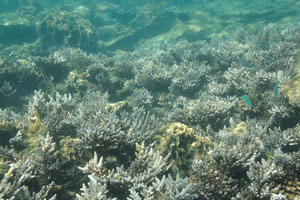 Colony of fine table corals