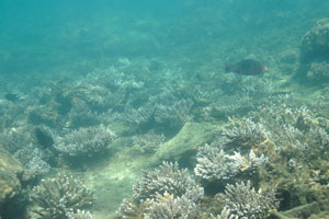Black parrotfish swim near the fine table corals