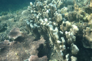 Hard coral “Porites attenuata”