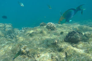 Greencheek parrotfish “Scarus prasiognathos” and boring clam “Tridacna crocea”