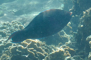 Although they are considered to be herbivores, parrotfish eat a wide variety of reef organisms