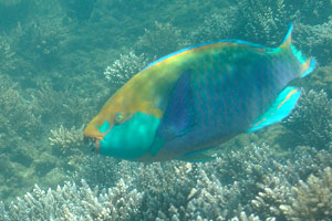 Despite their striking colors, the feeding behavior renders parrotfish highly unsuitable for most marine aquaria