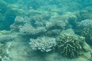 Hard coral “Porites attenuata” is found in the right bottom corner