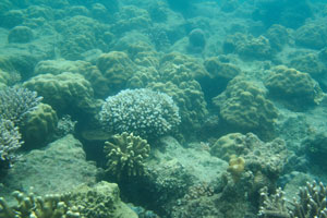 Even in the shallow place one can find a great diversity of corals