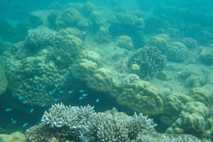 Juvenile fish is swimming among the corals