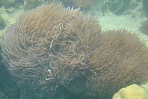 Ritteri anemone “Heteractis magnifica” and ocellaris clownfish “Amphiprion ocellaris”