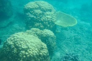 Lobe corals “Porites lobata”