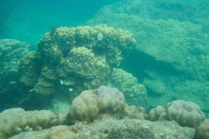 Huge colonies of the lobed pore corals “Porites lobata”
