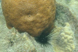 Sea urchins under the brown brain coral