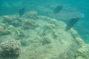 Lobed pore coral “Porites lobata” grows up to 8 meters
