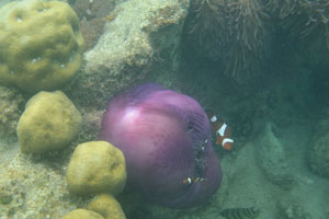 Ritteri anemone, ocellaris clownfish and eightband butterflyfish